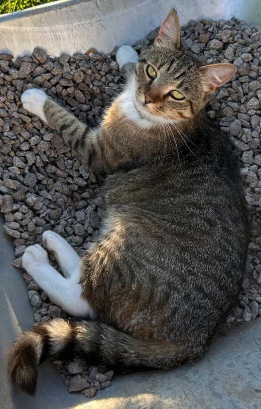 Norwegische Waldkatze-Mix, braun getigert mit weiß