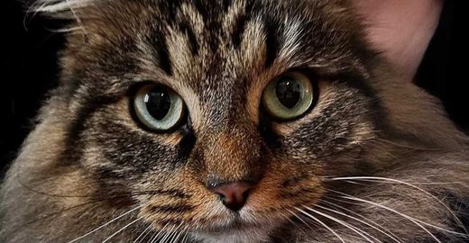 Norwegische Waldkatze -Maine Coon-Mix, grau- schwarz getigert
