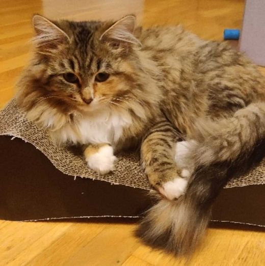 Europäische Langhaarkatze, grau-rot getig. mit weiß