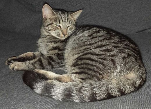 Hauskatze, grau schwarz getigert
