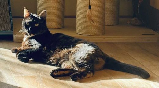 Dom. shorthair, tortie