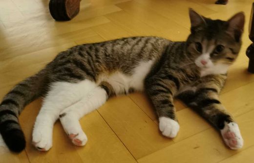 Hauskatze, grau getigert mit weiß