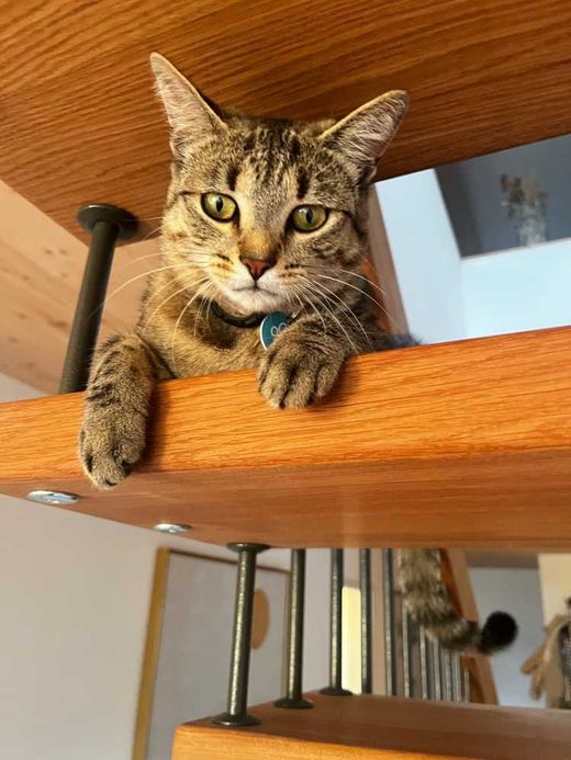Hauskatze, getigert