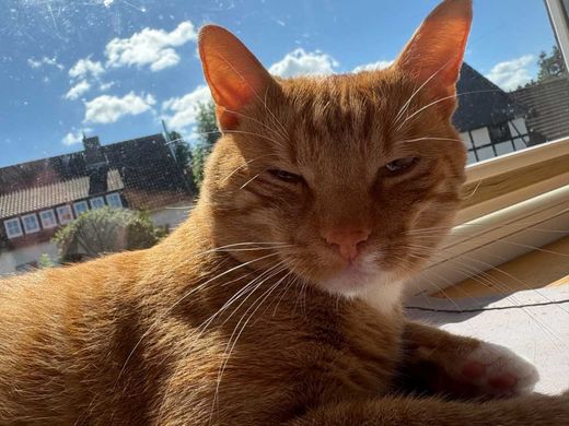 Hauskatze, rot