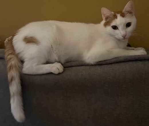Hauskatze, weiß-rot