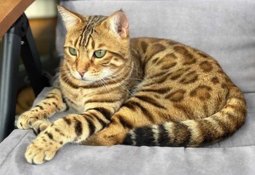 Bengal Cat-Britisch Kurzhaar-Mix, beige-braun getigert
