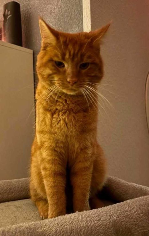 Maine Coon-Mix, rot