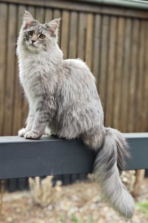 Maine Coon, blue-tabby tricolor