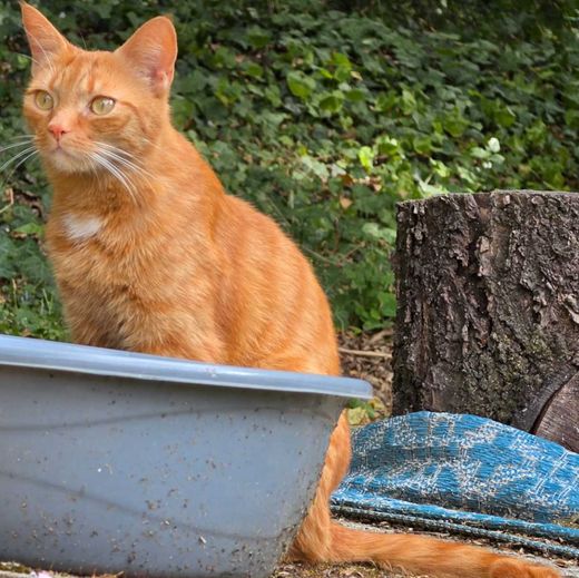 Hauskatze, rot