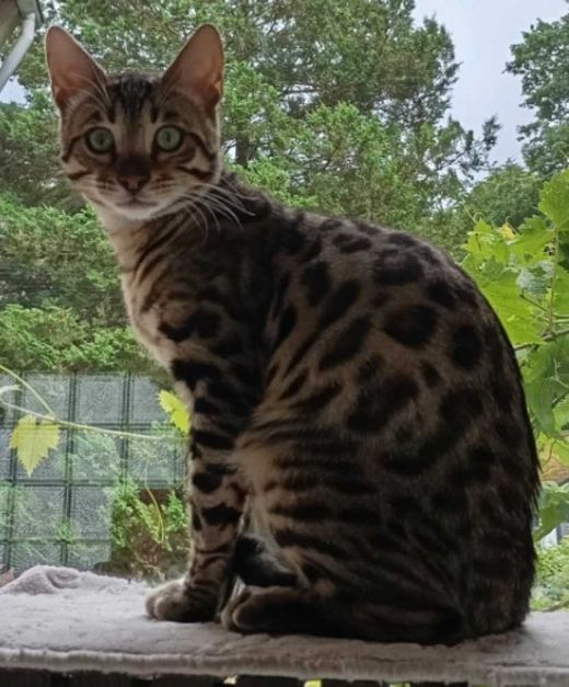 Bengal Cat-Mix, braun getigert