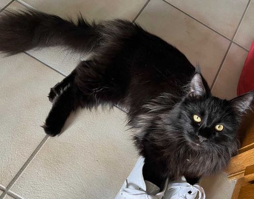 Maine Coon, braun-schwarz