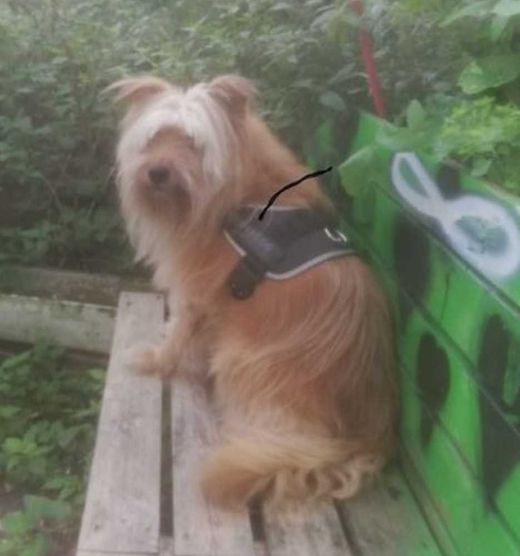 Mischlingshund, braun-weiß