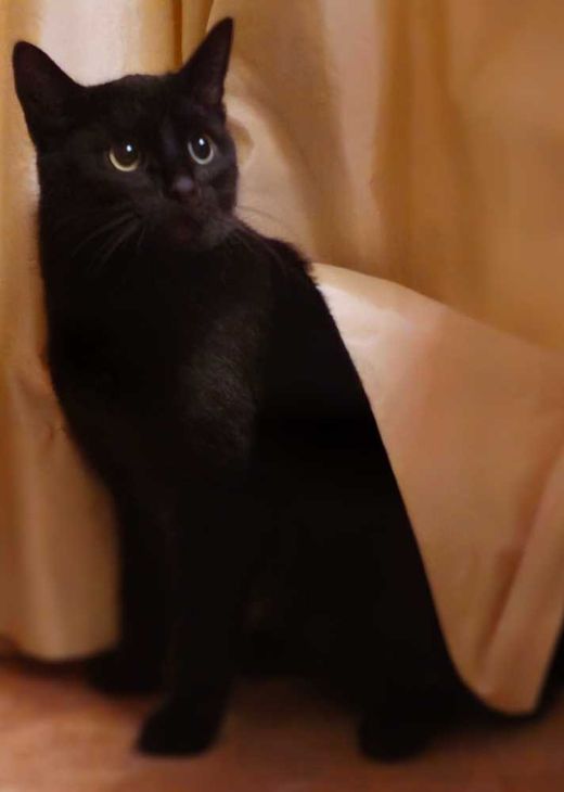 Hauskatze, schwarz