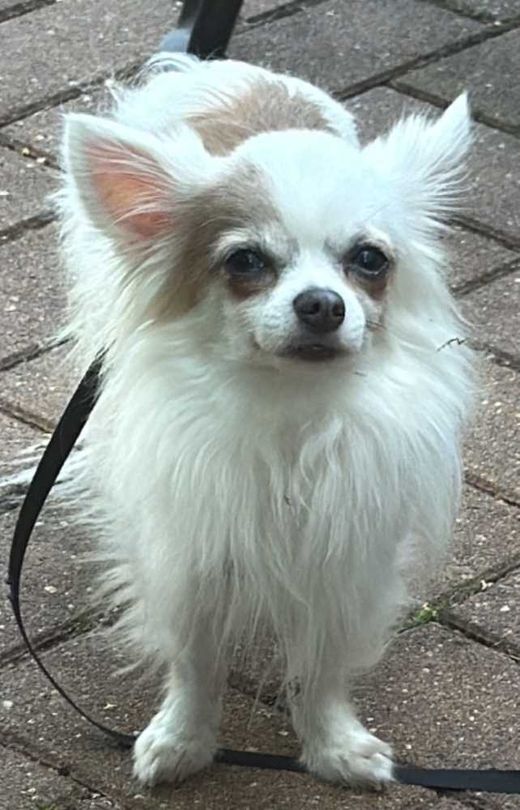 Chihuahua, weiß mit braunen Abz.