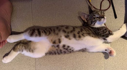 Hauskatze, getigert