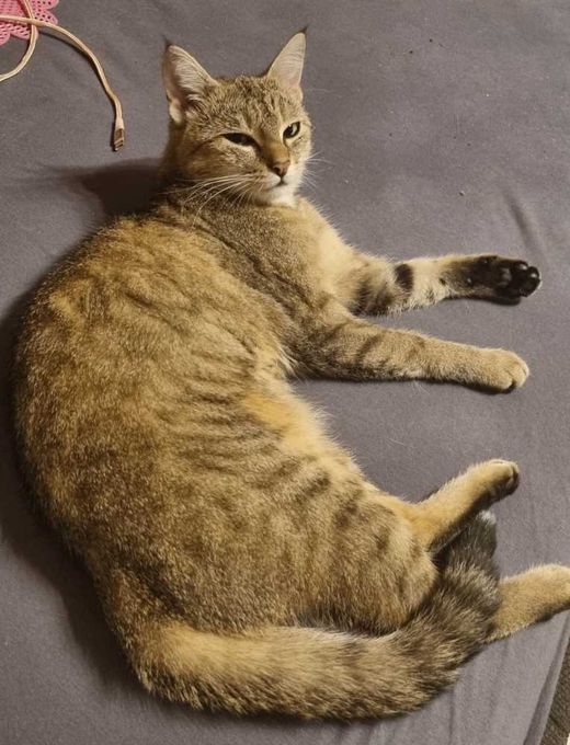 Europäisch Kurzhaar, tiger
