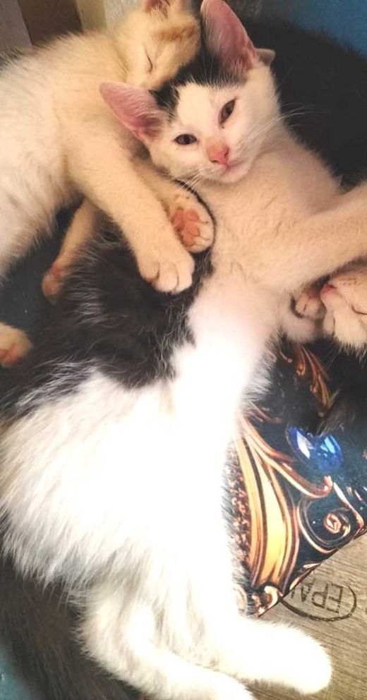 Hauskatze-Mix, weiß mit schwarz