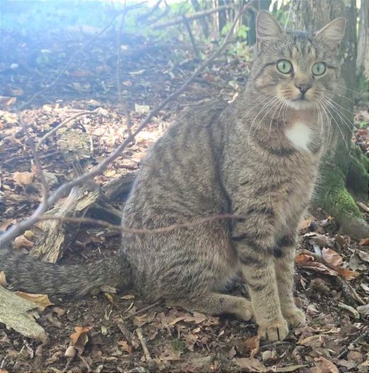 Hauskatze, grau getigert mit weiß