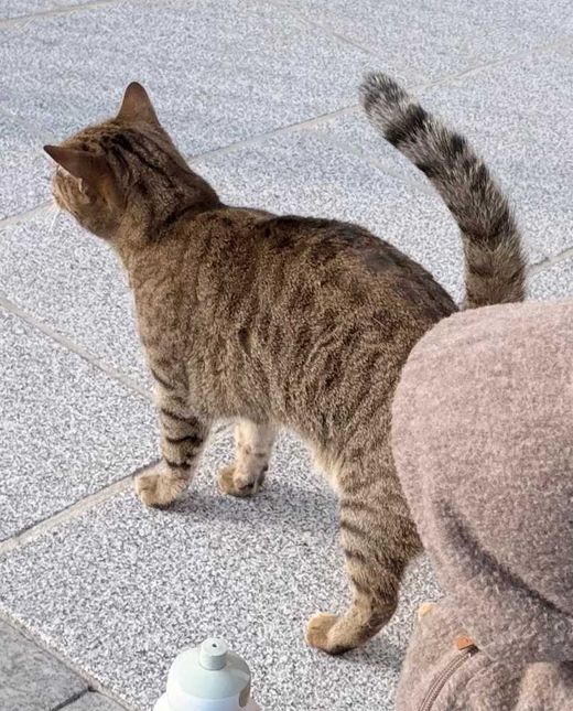 Bengal Cat-Mix, braun getigert