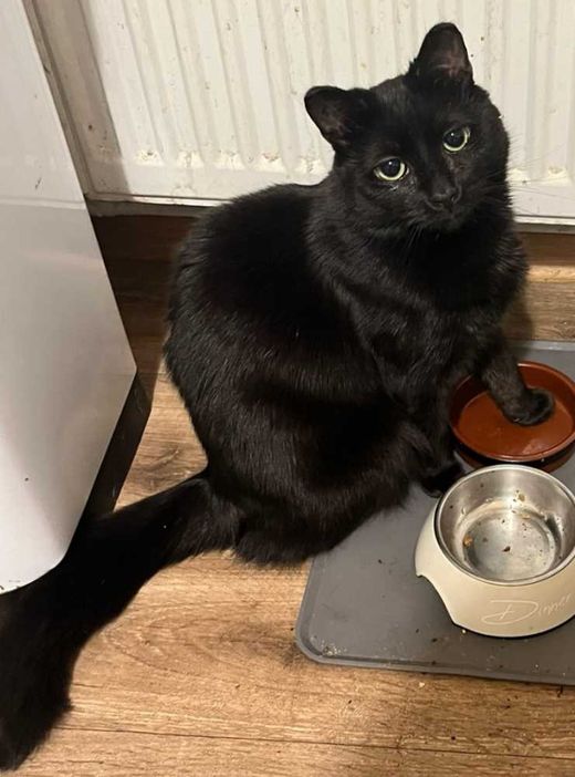 Schwarze Hauskatze, schwarz