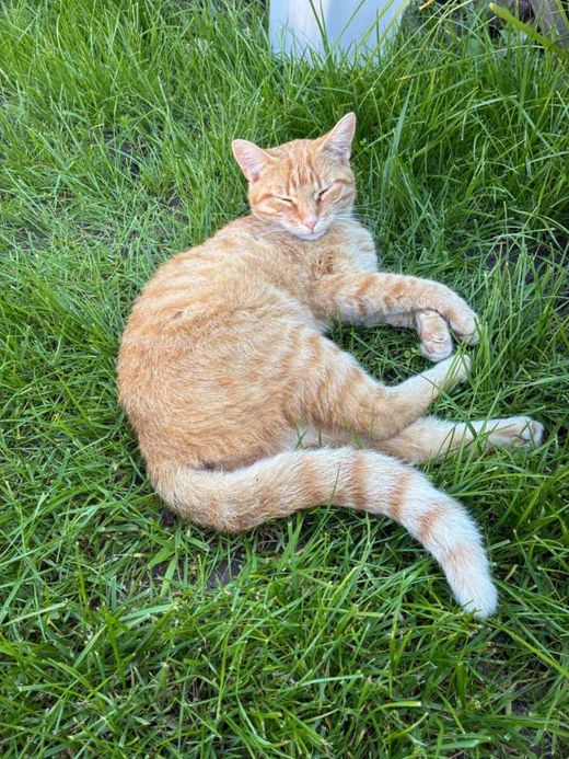 Hauskatze, Orange weiß getiegert