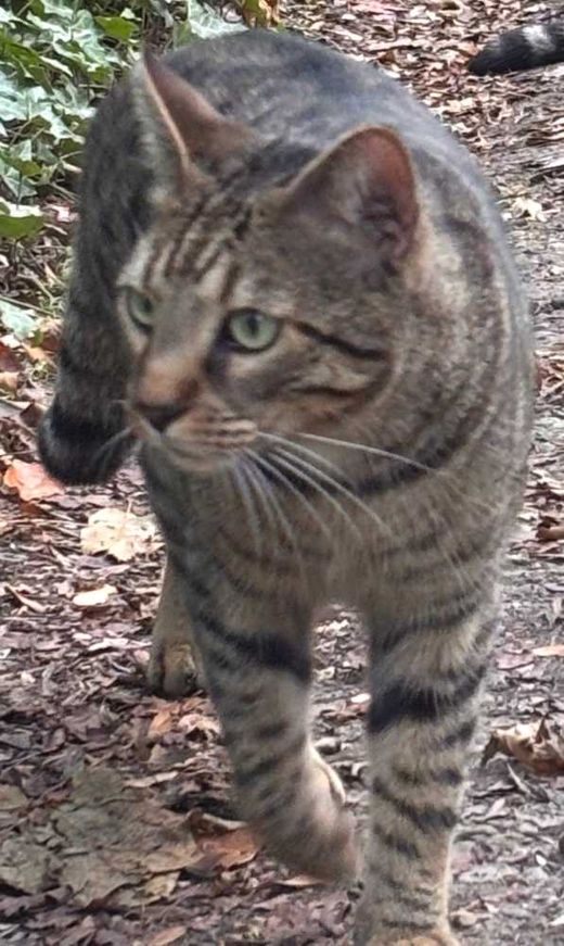 Bengal Cat-Mix, getigert