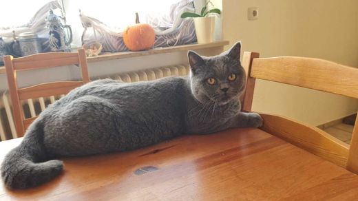 British Blue-Mix, grau