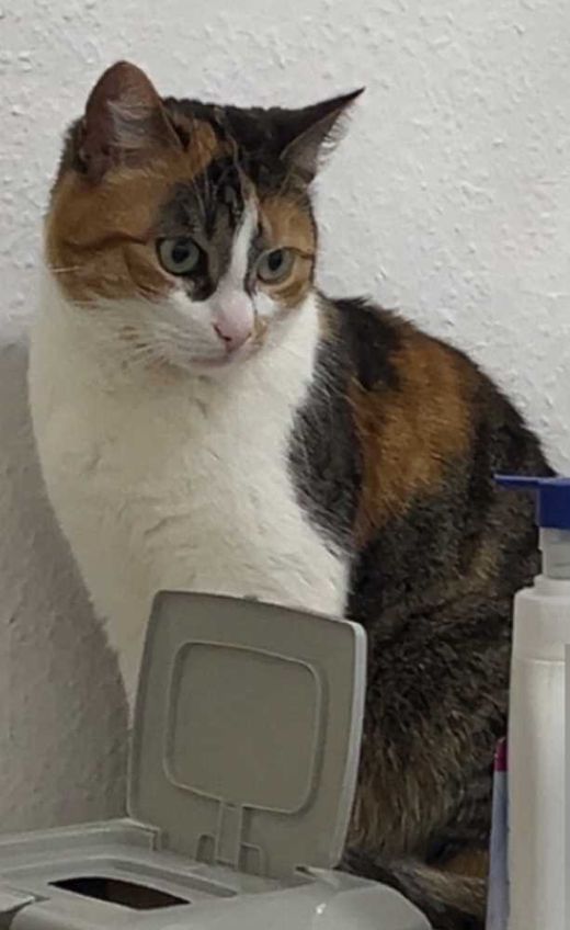 Hauskatze, dreifarbig