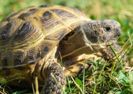Vierzehenschildkröte, bräunlich