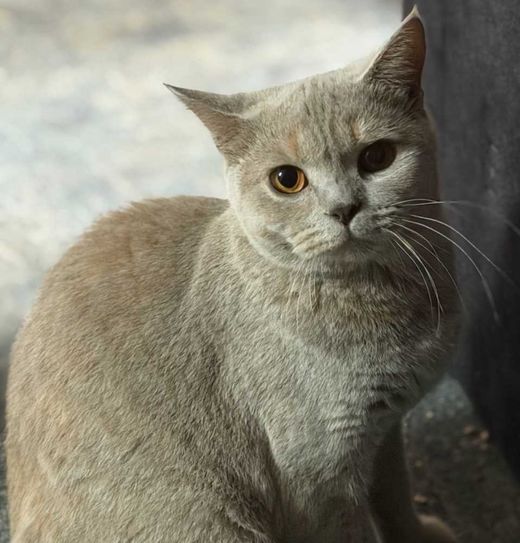 Britisch Kurzhaar, Lilar tortie