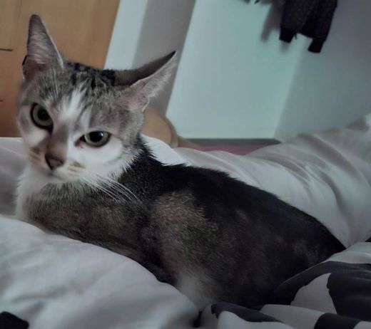 Mischling, grau-schwarz mit weiß