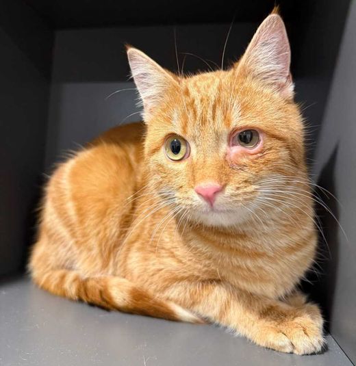 Hauskatze, rot