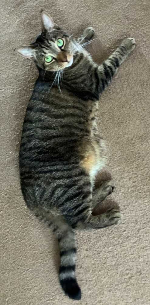 American Shorthair, black brown