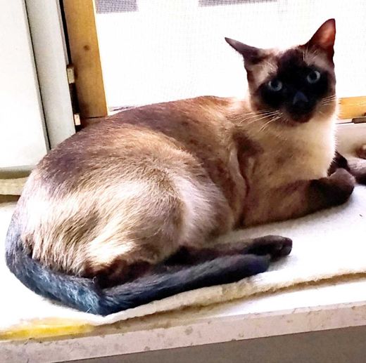 Thaikatze-Siam-Mix, seal-point