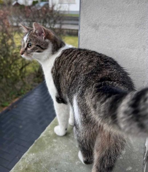 Mischling, grau-braun geti. mit weiß