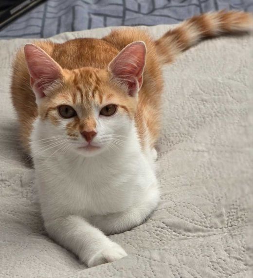 Hauskatze, weiß orange