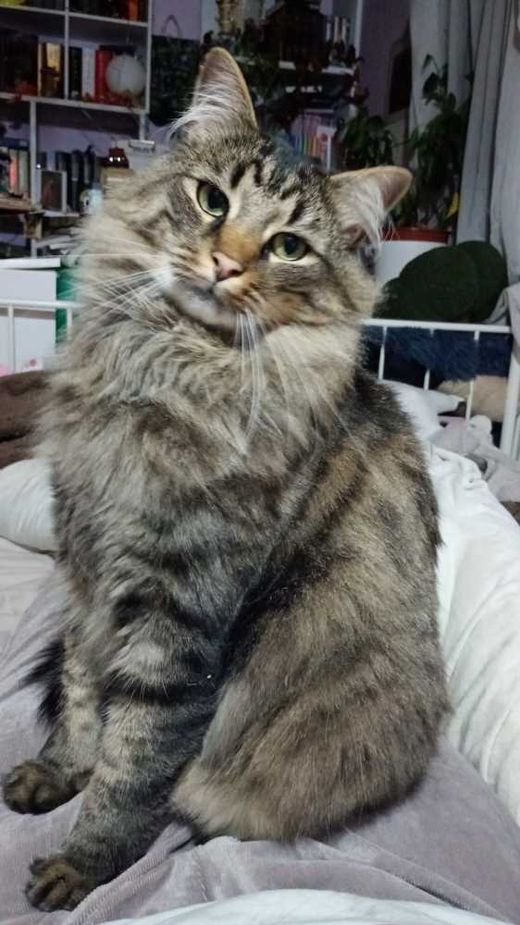 Langhaarkatze, getigert