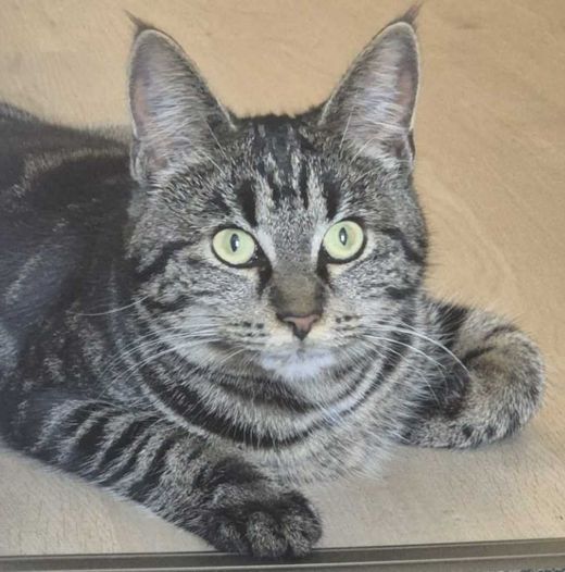 Europäisch Kurzhaar, Braun-Tabby