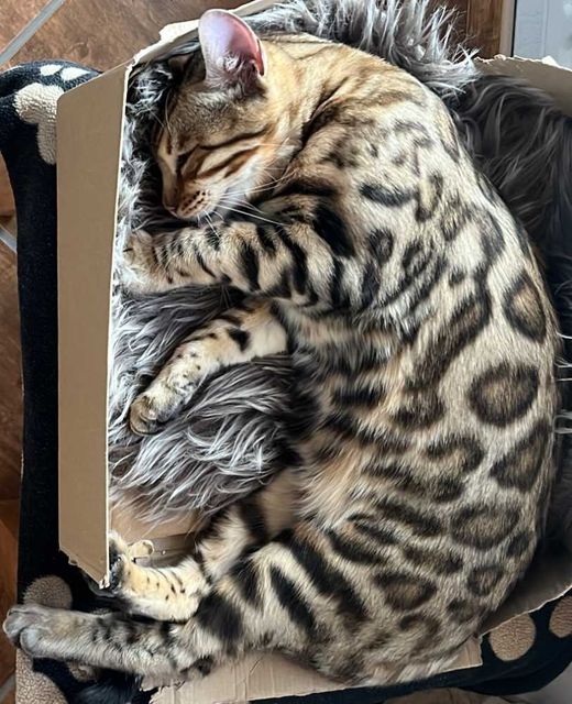 Bengal Cat, schwarz-braun