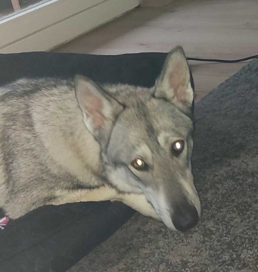 Marxdorfer Wolfshund, wolfsgrau