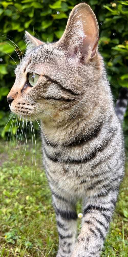 Bengal Cat-Mix, getigert