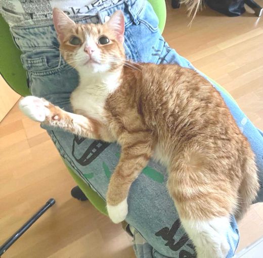 europäische hauskatze, orange-weiß