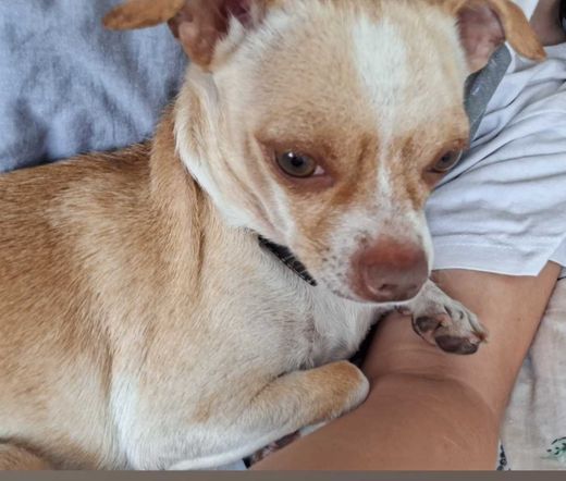 Chihuahua, beige