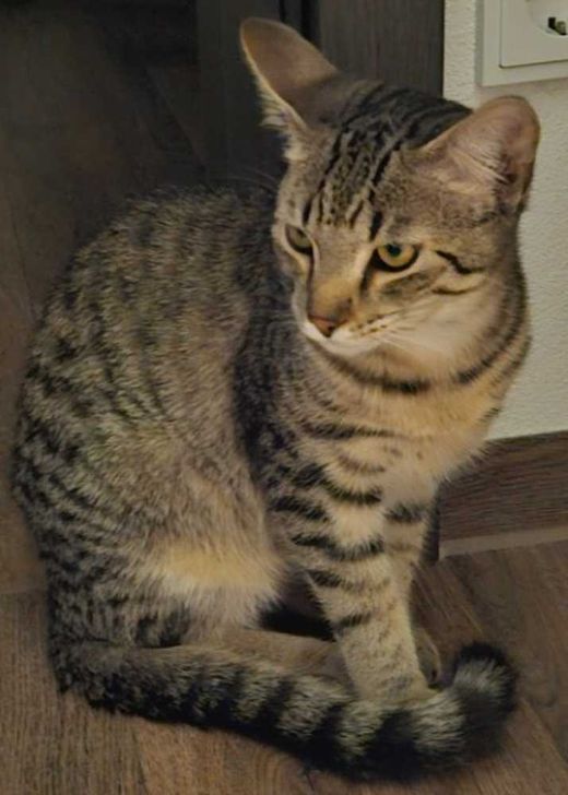 Europäisch Kurzhaar, Tiger