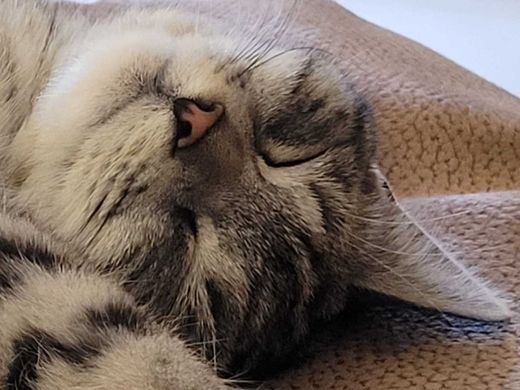 Hauskatze, getigert weiß grau