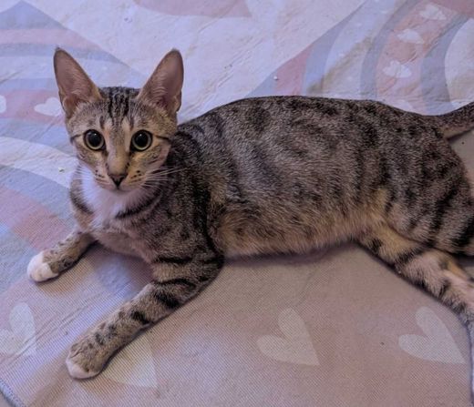 Bengal Cat-Mix, grau getigert