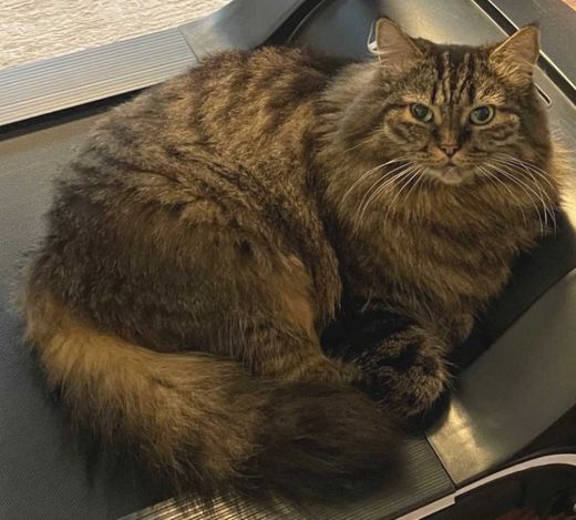 Maine Coon-Mix, braun, schwarz