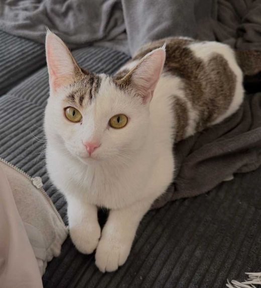 Hauskatze, weiß hellbraun